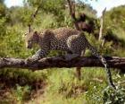 Jaguar bir ağaç dalı üzerinde